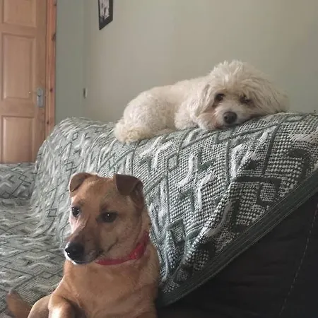 펜션 Laurel Farm Limerick Junction